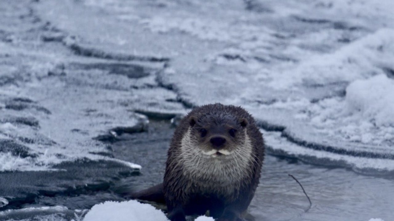 Muş’ta buz tutan Karasu Nehri’nde su samuru görüntülendi