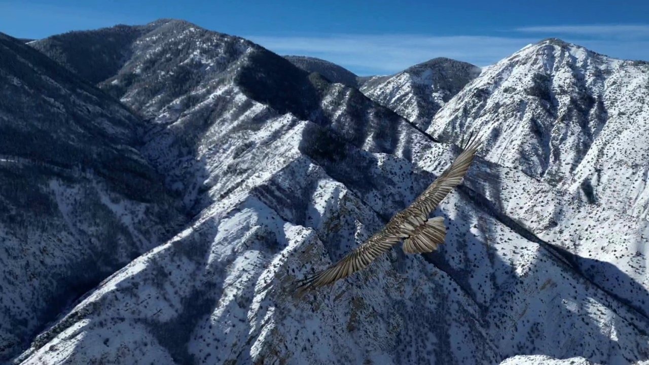 Nadir Görülen Sakallı Akbaba Dronla Yan Yana Uçtu