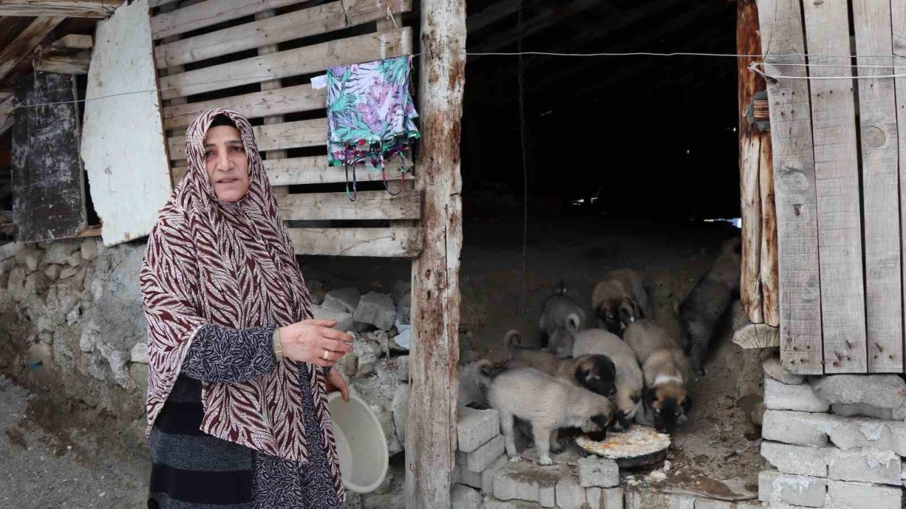 Oltu’da Bir Çatıda 10 Yavru Köpek: Yardım Çığlığı