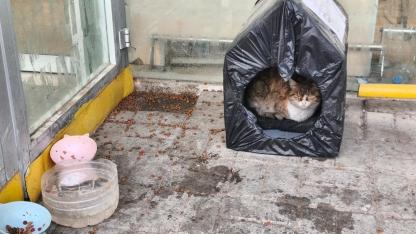 Örnek Davranış: Iğdır Migros Personeli Minik Dostları Unutmadı! "Çöp Değil, Yuva"