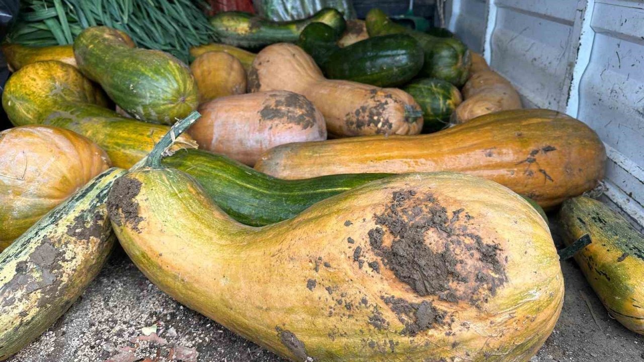 Osmangazi’de 30 kilogramlık Kıbrıs bal kabağı yetiştirildi