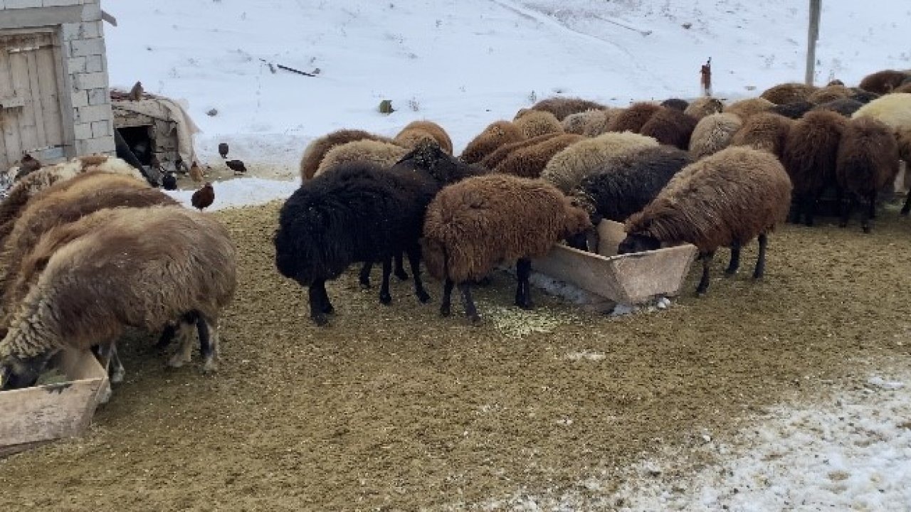 Patnoslu Besicilerin Kar Üstündeki Zorlu Mesaisi
