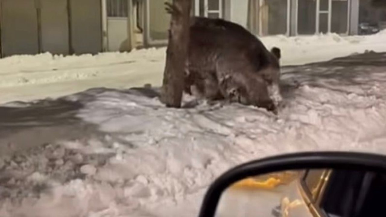 Patnos'ta Yaban Domuzu Şaşkınlığı: Aç Kalan Sürüler Şehir Merkezine İndian domuzu görüldü