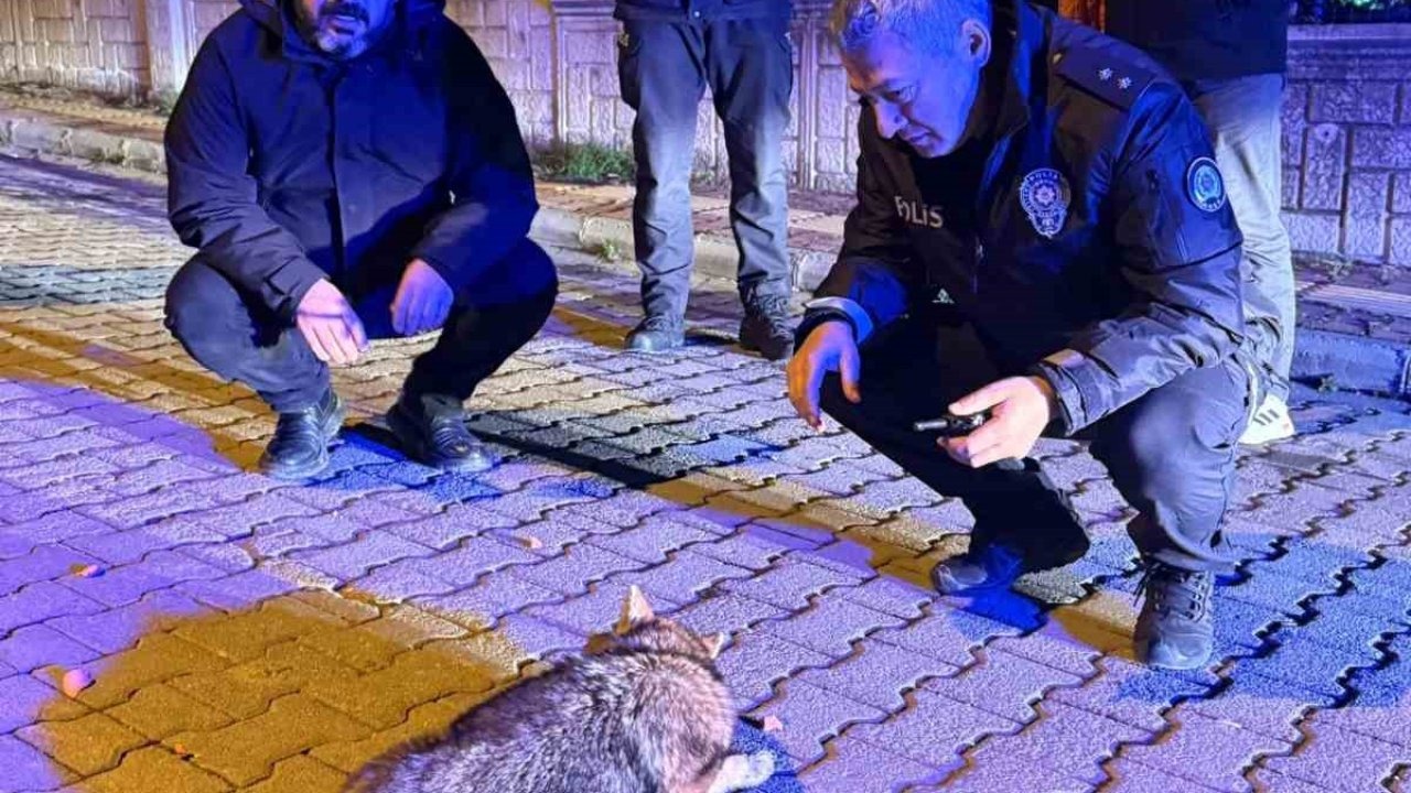 Samsun’da şehre inen çakala polis ekiplerinden şefkat eli