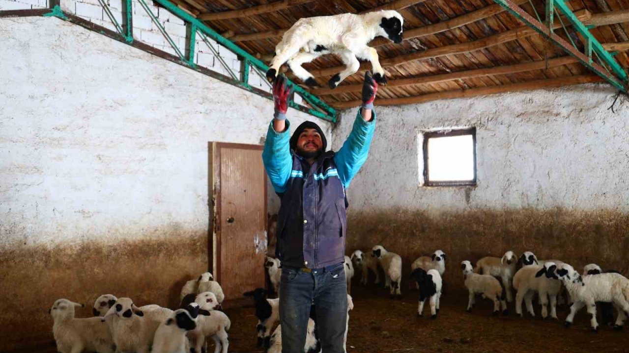 Soğuk hava ile birlikte kuzu doğumları arttı