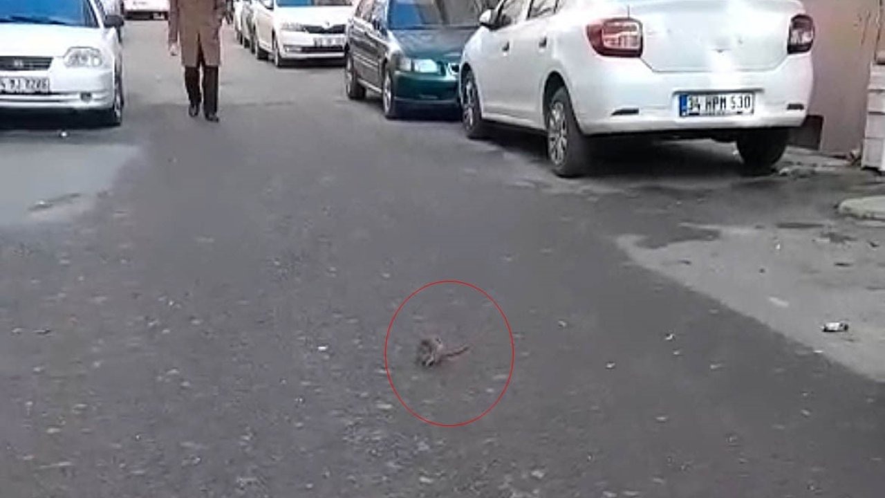 Sokakta fare paniği: Çevreyi kötü kokular sardı