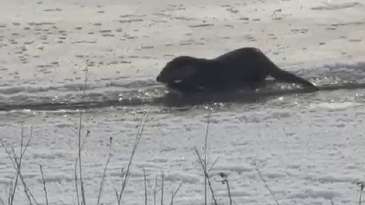 Taşlıçay’da Heyecan Veren Anlar: Murat Nehri’nde Su Samurları Görüntülendi