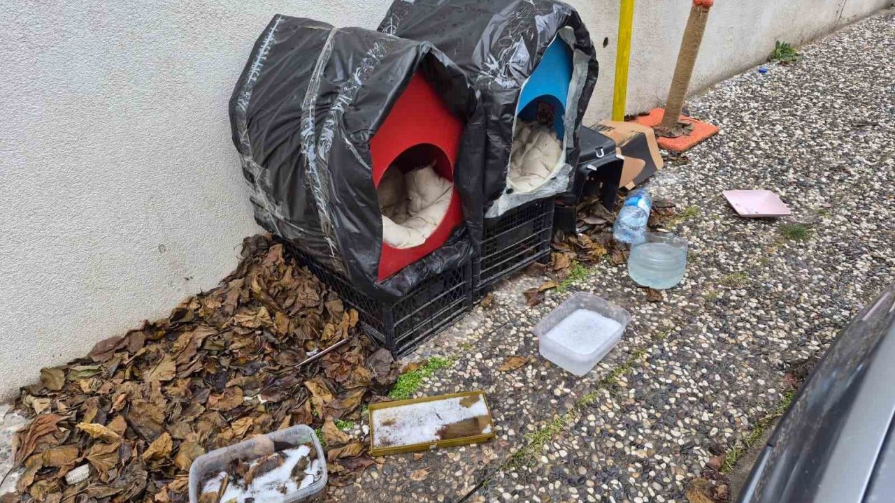 Yürek Isıtan Dayanışma: Sokak Kedilerine "Sıcak Su Torbalı" Yuva