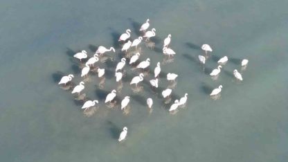 Van Gölü’nde Görsel Şölen: Flamingolar Bu Kış da Göç Etmedi