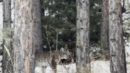 Şenkaya’da Nadir Görüntü: Nesli Tehlikedeki Vaşak Karla Kaplı Ormanda Görüldü