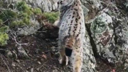 Artvin Dağlarında Nadir Rastlaşma: Gebe Vaşak Havadan Görüntülendi