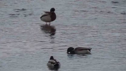 Kars’ta Soğuktan Kaçan Yeşilbaş Ördekler Şehir Merkezine İndi