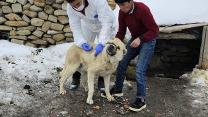Diyadin'de Kuduzla Mücadele: Köpeklere Yönelik Aşılama Seferberliği Başlatıldı