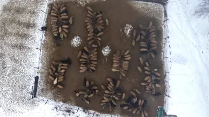 Muş’ta Hayvancılık Şahlandı: Devlet Destekleri Hayvan Sayısını Zirveye Taşıdı