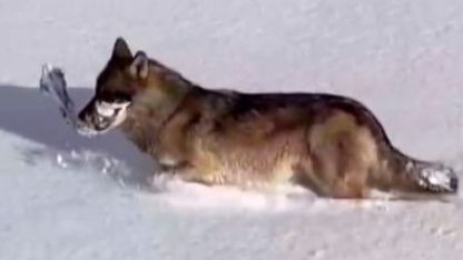 Ardahan’da Kışın Çetin Yüzü: Yiyecek Arayan Kurtlar Dron Kamerasında