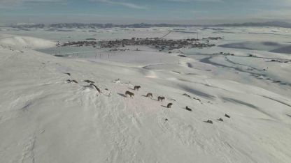 Karayazı’da Kurt Sürüsü Paniği: Alfa Kurt Liderliğindeki Sürü Şehir Merkezinde