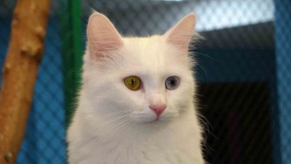 Prof. Dr. Abdullah Kaya: "Kediler Sokağımızın Rengi, Hayatımızın Ayrılmaz Parçasıdır"