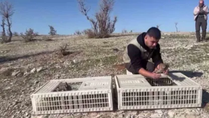 Habur’da Kaçak Keklik Operasyonu! 38 Kınalı Keklik Doğaya Salındı