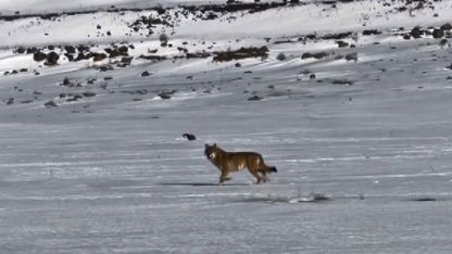 Kars Çıldır Yolunda Şaşırtan Görüntü: Kurt Aracın Yanında Metrelerce Koştu