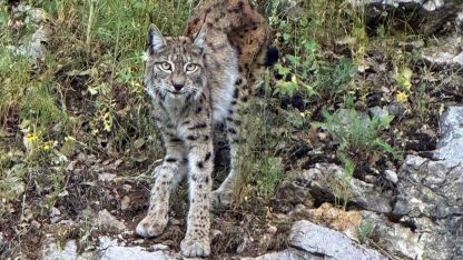 "Ormanın Hayaleti" Görüntülendi: Koruma Altındaki Vaşak Kayıttaydı