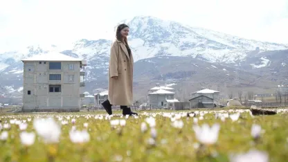 Muş Ovası’nda Bahar Müjdesi: Çiğdemler Karların Arasından Yüzünü Gösterdi