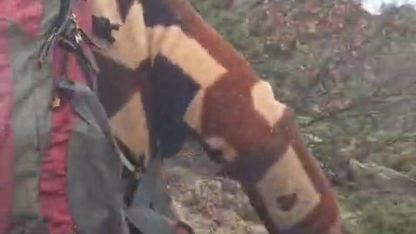 İspir’de Dağcı ile Boz Ayı Karşı Karşıya Geldi