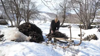 Muşlu Besicilerin Zorlu Mesaisi: Dağlardan Gelen Doğal Yem "Geven Otu"