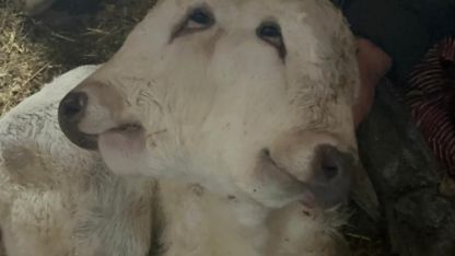 Erzurum Şenkaya’da Çift Başlı Buzağı Şaşkınlığı