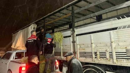 Erzurum’da Kar Altındaki Üreticilere Tarım Müdürlüğünden Yem Desteği