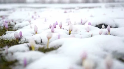 Muş ovası'nda kar altında açan çiğdemler görsel şölen sundu