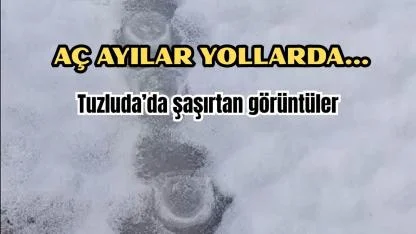 Aç Ayılar Tuzluca Yollarında Görüldü: Hadımlı–Sarıabdal Arasında Şaşırtan İzler