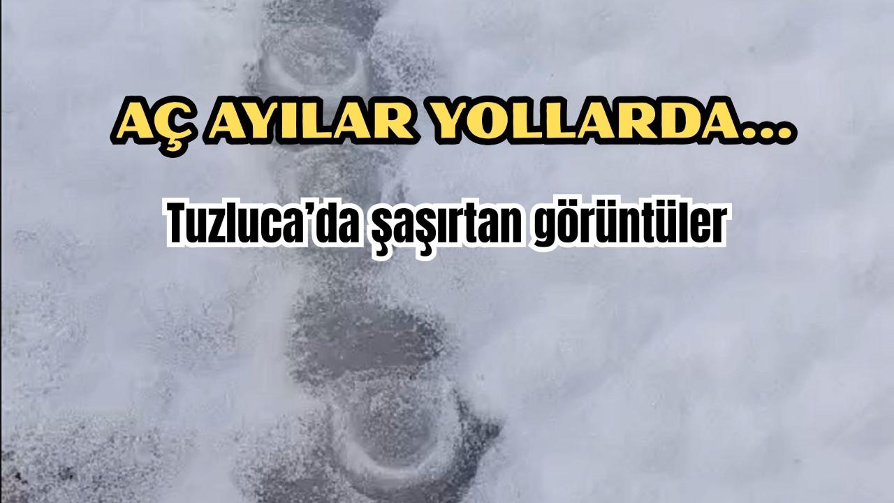 Aç Ayılar Tuzluca Yollarında Görüldü: Hadımlı–Sarıabdal Arasında Şaşırtan İzler