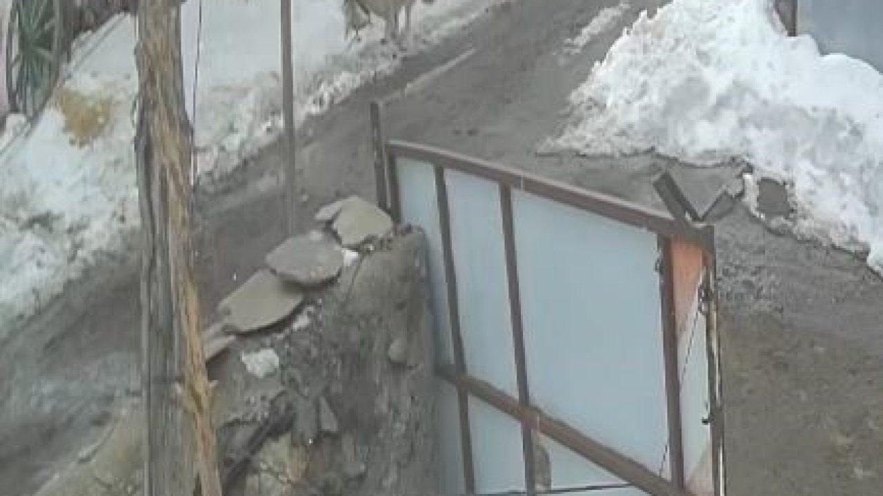 Aç Kalan Kurt Köy Meydanına İndi: Kaz Sürüsüne Saldırı Anı Kamerada