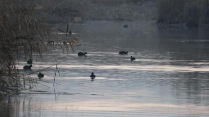 Ağrı Dağı Milli Parkı Kuş Türleri 2026: Karasu Sulak Alanı'nda 209 Tür Kayıt Altında