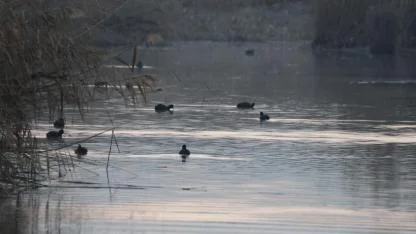 Ağrı Dağı Milli Parkı Kuş Türleri 2026: Karasu Sulak Alanı'nda 209 Tür Kayıt Altında