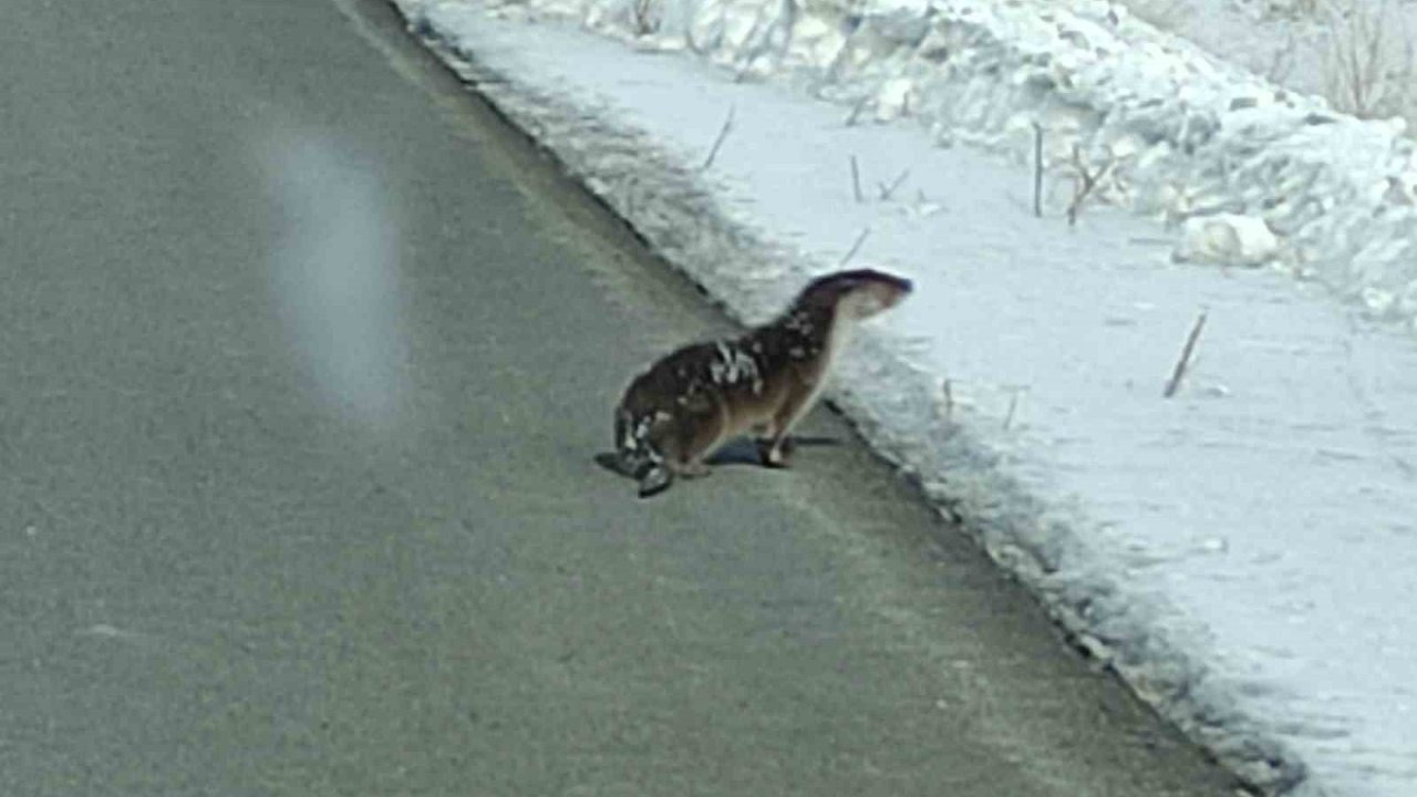 Ardahan’da Nesli Tehlike Altındaki Su Samuru Karayolunda Görüntülendi