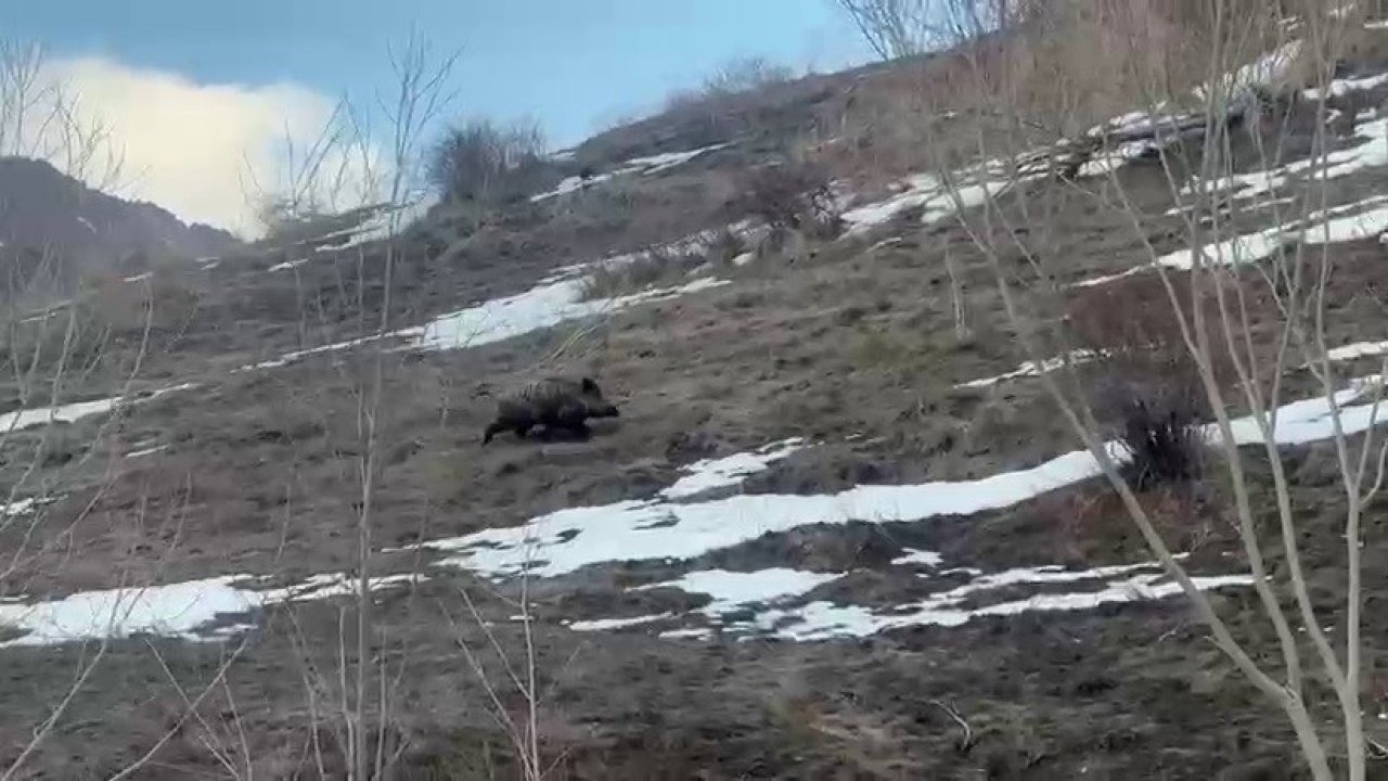 Erzurum’da Sürüsünü Kaybeden Yavru Yaban Domuzu İz Sürerken Görüntülendi