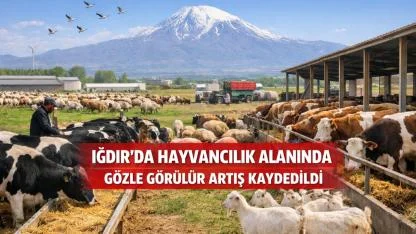 Iğdır Bölgenin Hayvancılık Üssü Oldu! Küçükbaş Hayvan Sayısında 1 Milyon Sınırı Aşıldı