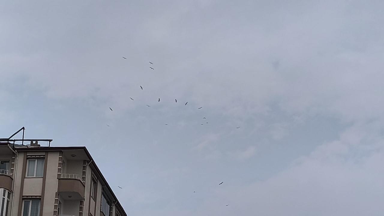 Iğdır Semalarında Muhteşem Dans! Yüzlerce Leylek Şehre Neşe Getirdi