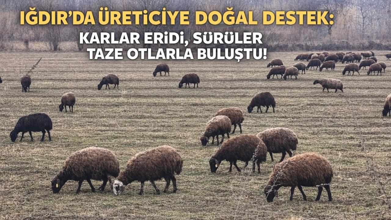 Iğdır’da Bahar Müjdesi: Karlar Eridi, Sürüler Meralara İndi