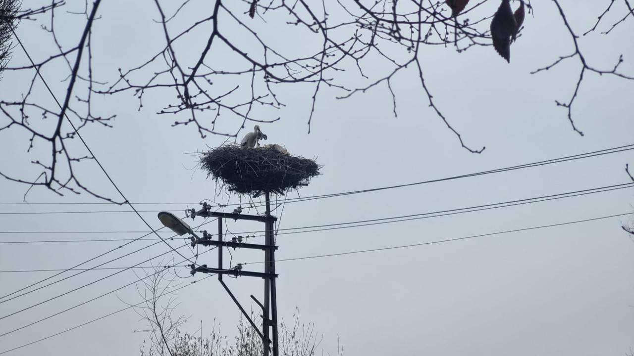 Iğdır’da Baharın Habercisi: Leylekler Yuva Mesaisine Başladı