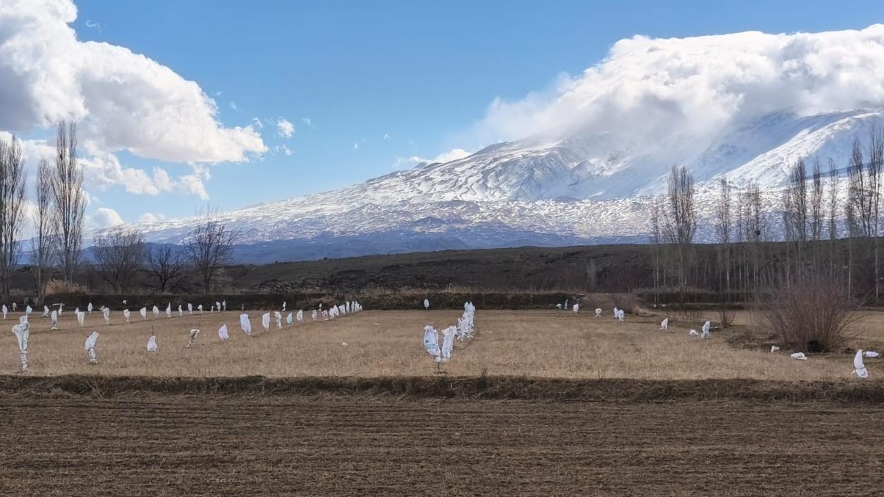 Iğdır’da Fidan Koruma Seferberliği: Meyve Ağaçlarını Dondan Koruyan İlginç Yöntem Sosyal Medyada Gündem Oldu!
