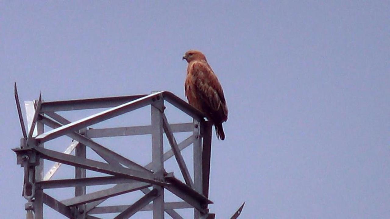 Iğdır’da Kızıl Şahin Objektiflere Takıldı