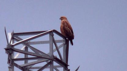 Iğdır’da Kızıl Şahin Objektiflere Takıldı