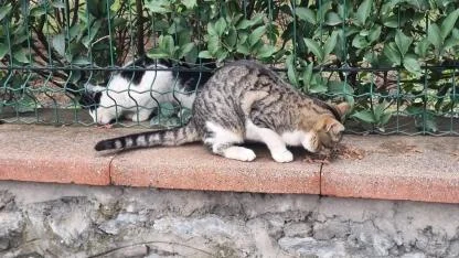 Iğdır’da Sokak Hayvanları Unutulmuyor