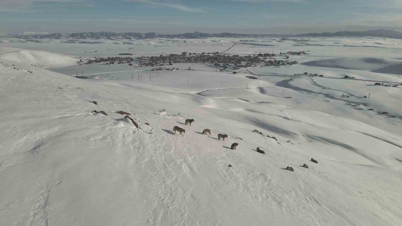 Karayazı’da Kurt Sürüsü Paniği: Alfa Kurt Liderliğindeki Sürü Şehir Merkezinde