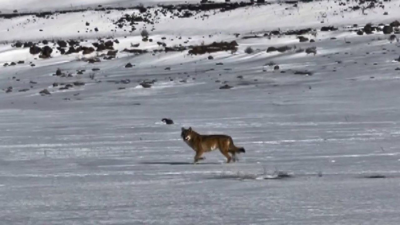 Kars Çıldır Yolunda Şaşırtan Görüntü: Kurt Aracın Yanında Metrelerce Koştu