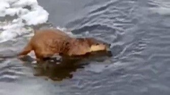 Kura Nehri’nde Görsel Şölen: Su Samurunun Buz Üzerindeki Ziyafeti