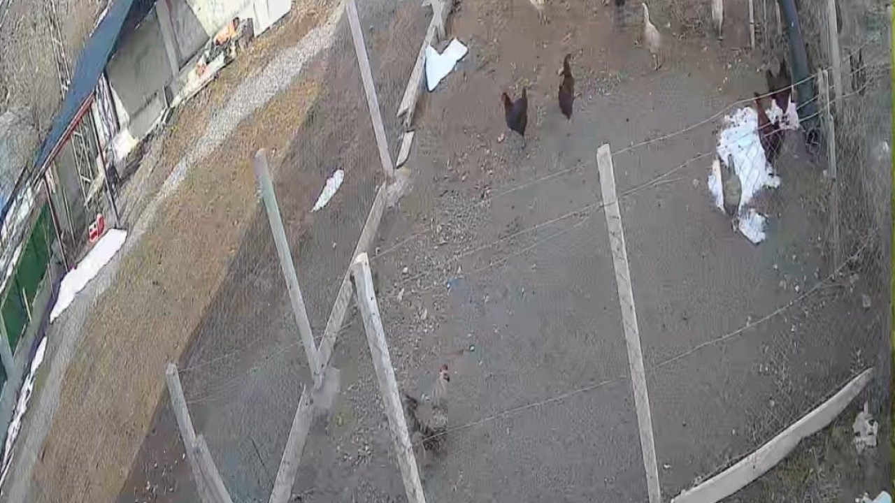 Kurnaz Hırsız: Tilkinin Tavuk Çalma Anı Kamerada