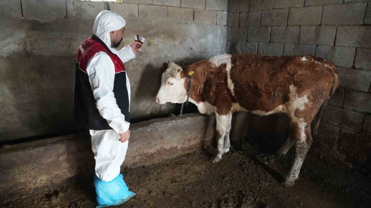 Muş’ta Hayvancılığa Aşı Kalkanı: İlkbahar Dönemi Kampanyası Başladı